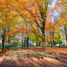 High Park flânerie | Creation of plant dyes